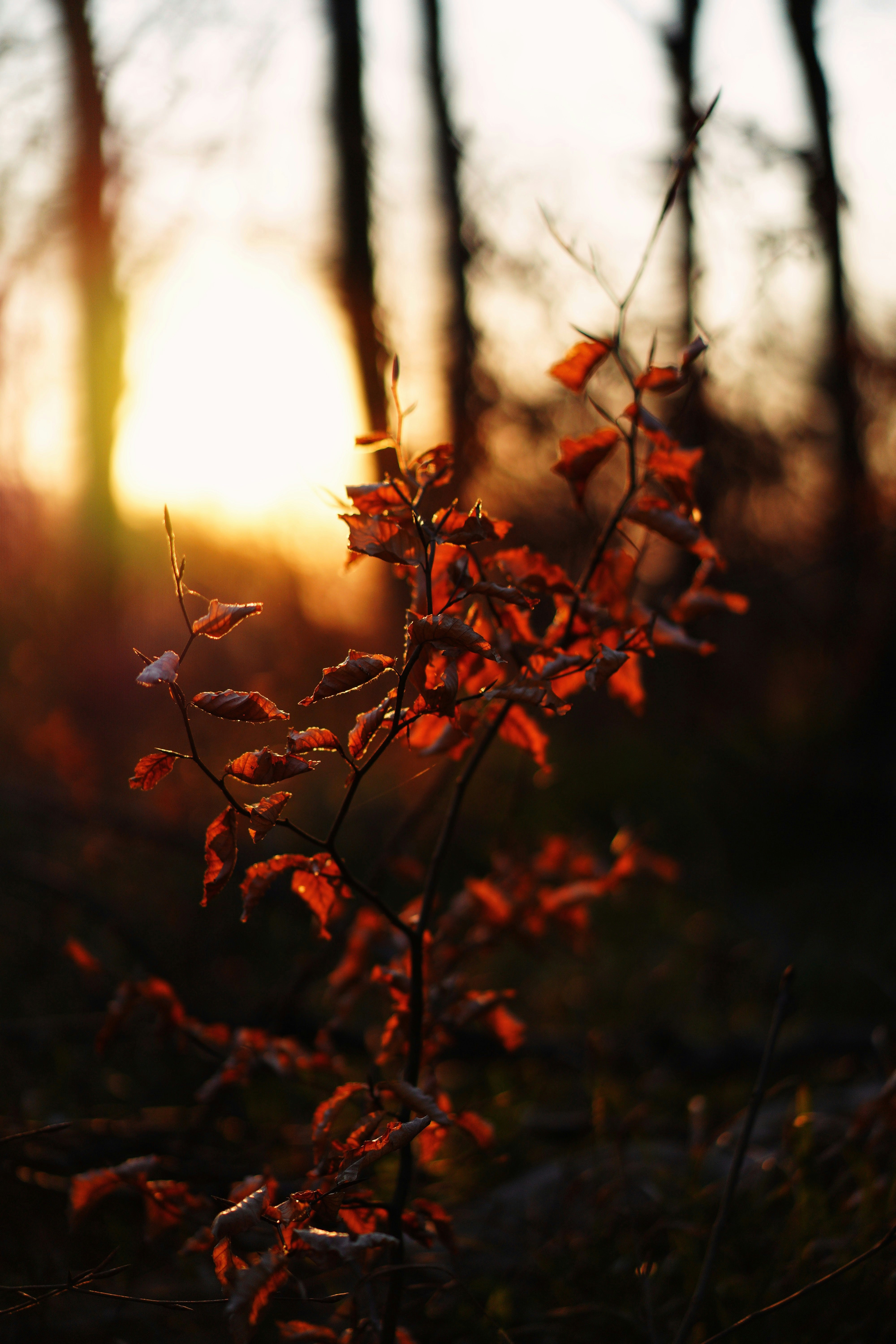 red leaves in tilt shift lens